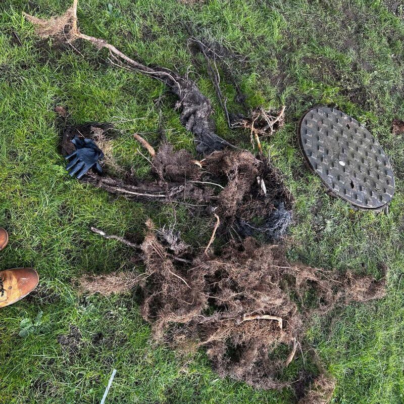 Roots removed from a drain
